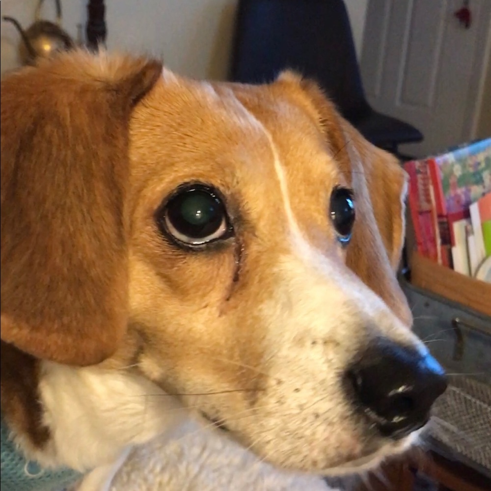 Meet your Posher, Maxwell